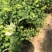 青枣苗台湾脆蜜枣苗30-50cm嫁接苗果大脆甜