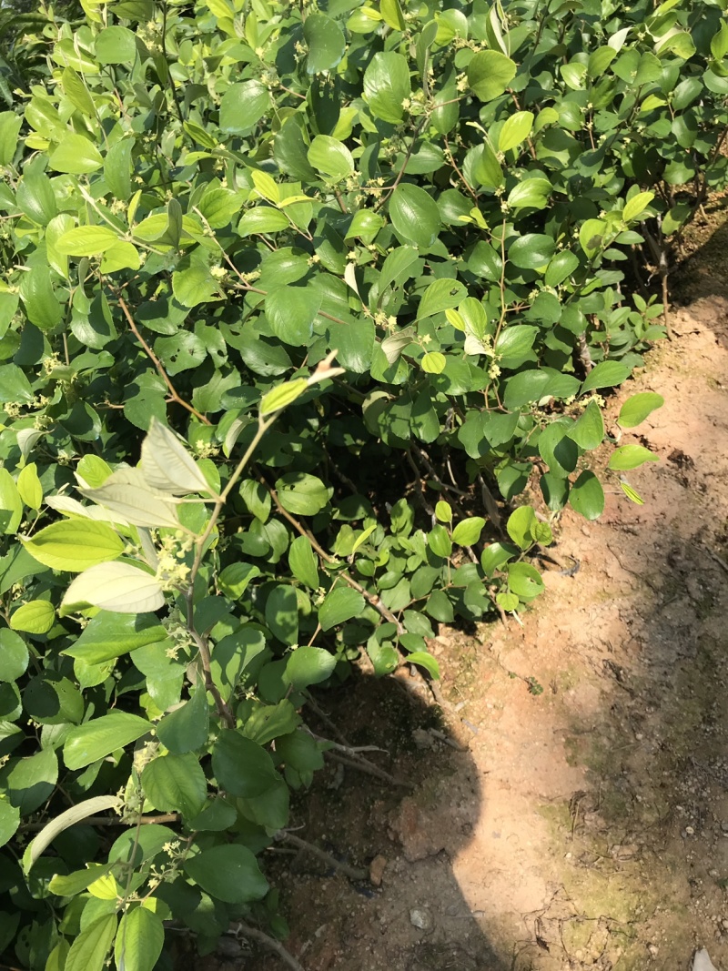 青枣苗台湾脆蜜枣苗30-50cm嫁接苗果大脆甜
