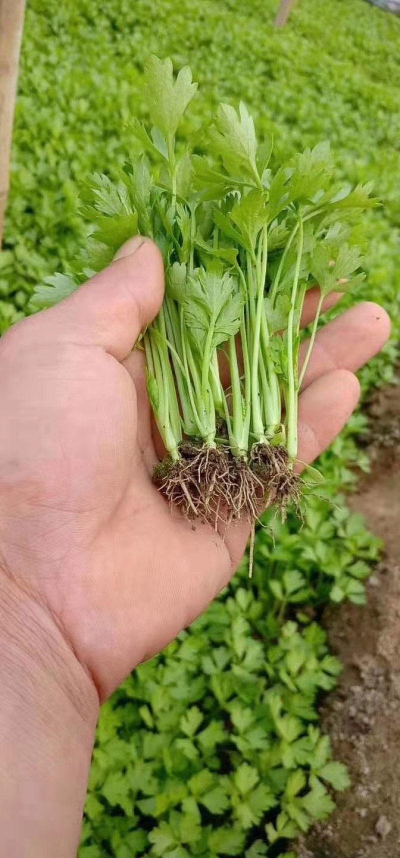 优质芹菜苗火爆预订中，，，，，，，，，，，