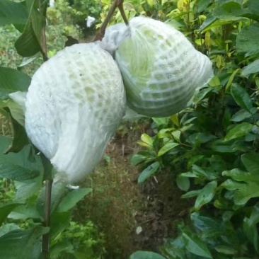 南方水果，台湾四季珍珠番石榴自家基地种植欢迎咨询