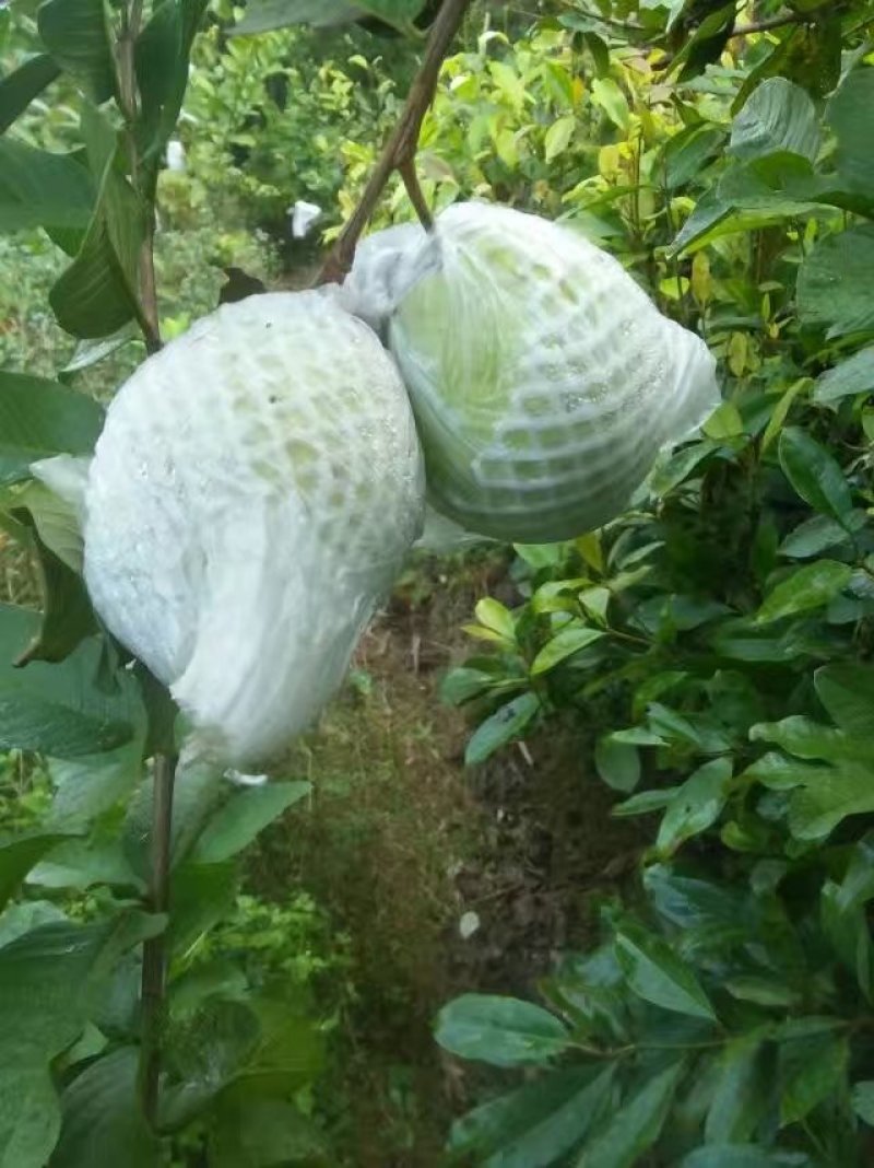 南方水果，台湾四季珍珠番石榴自家基地种植欢迎咨询
