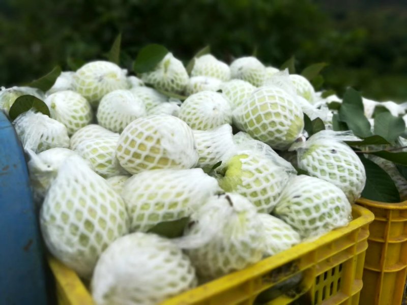 南方水果，台湾四季珍珠番石榴自家基地种植欢迎咨询