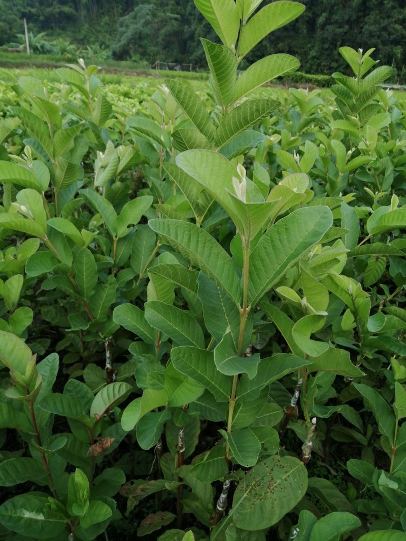 南方水果，台湾四季珍珠番石榴自家基地种植欢迎咨询