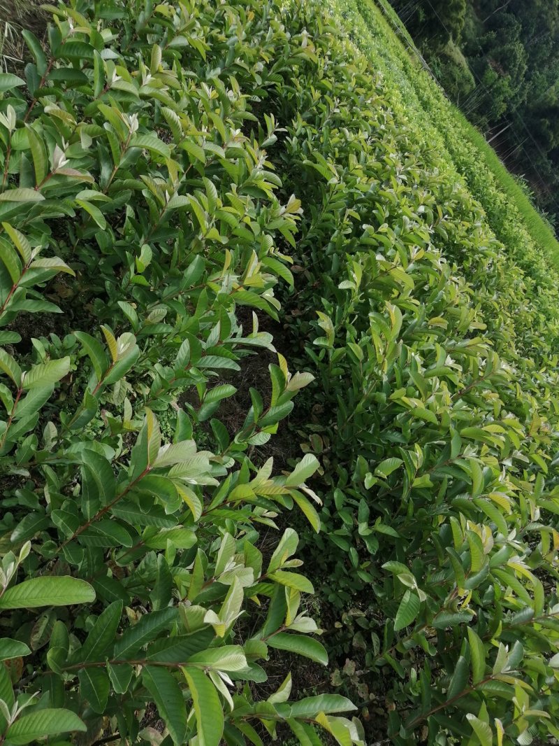南方水果，台湾四季珍珠番石榴自家基地种植欢迎咨询