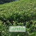 南方水果，台湾四季珍珠番石榴自家基地种植欢迎咨询