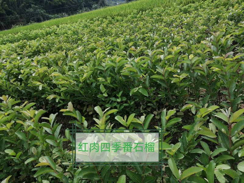 南方水果，台湾四季珍珠番石榴自家基地种植欢迎咨询