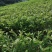 南方水果，台湾四季珍珠番石榴自家基地种植欢迎咨询