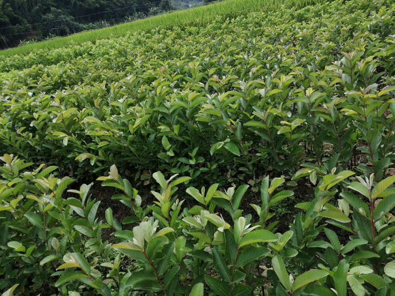 南方水果，台湾四季珍珠番石榴自家基地种植欢迎咨询