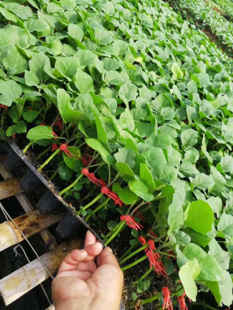 嫁接茄苗黑宝，大龙.765，，，，，，，，