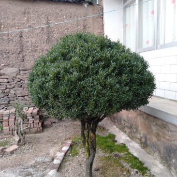 万年青