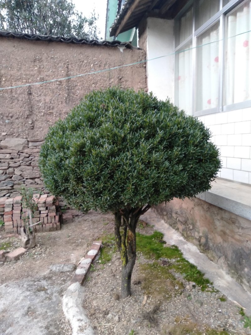 万年青