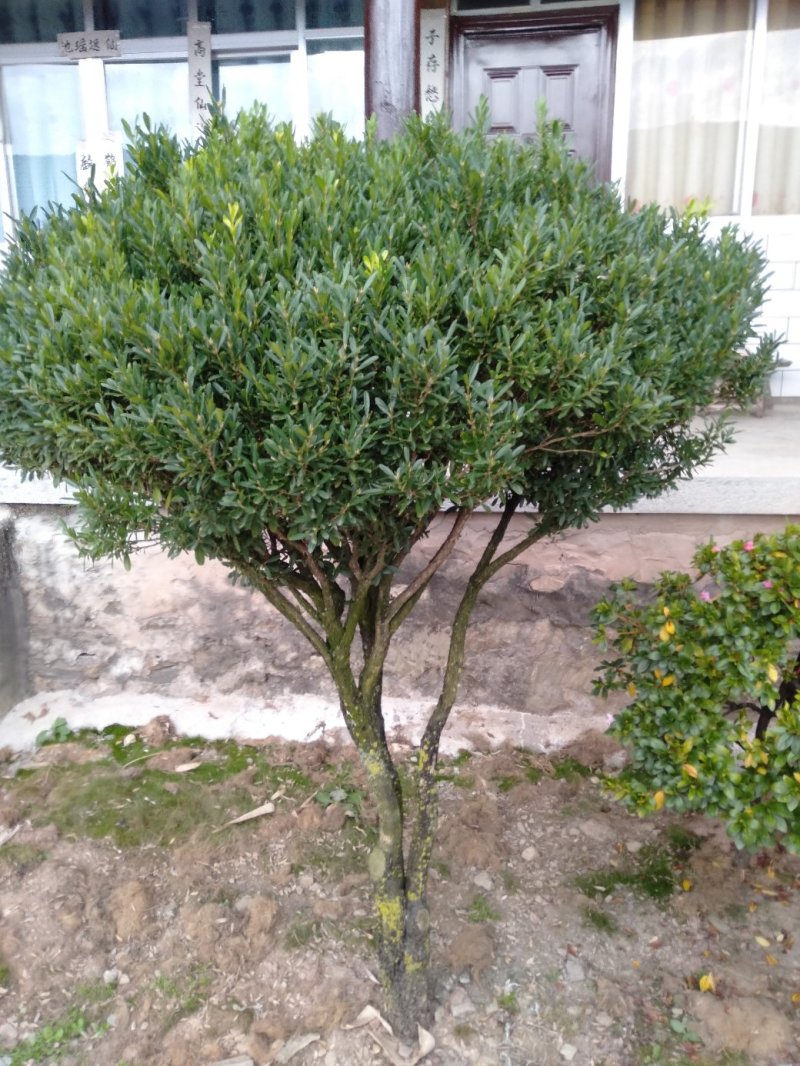 万年青