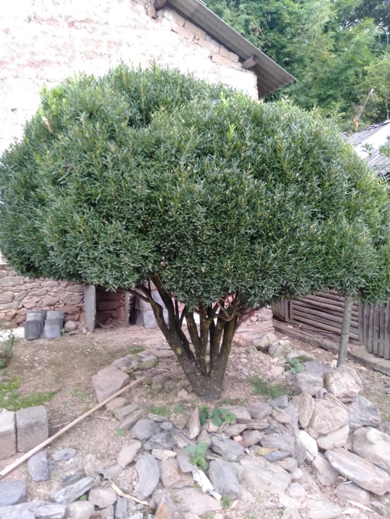 万年青