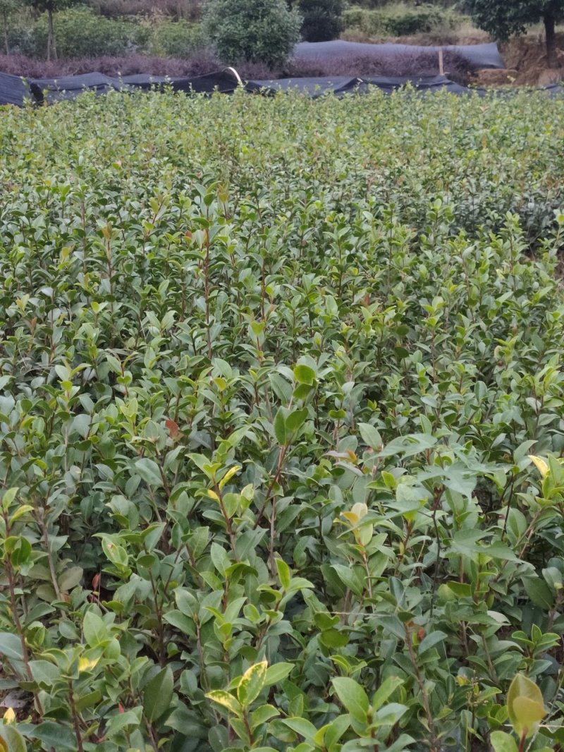 茶梅、色块茶梅，精品小苗基地直发包成活