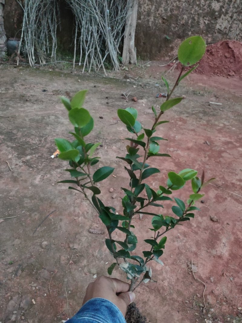 茶梅、色块茶梅，精品小苗基地直发包成活