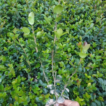 茶梅、色块茶梅，精品小苗基地直发包成活