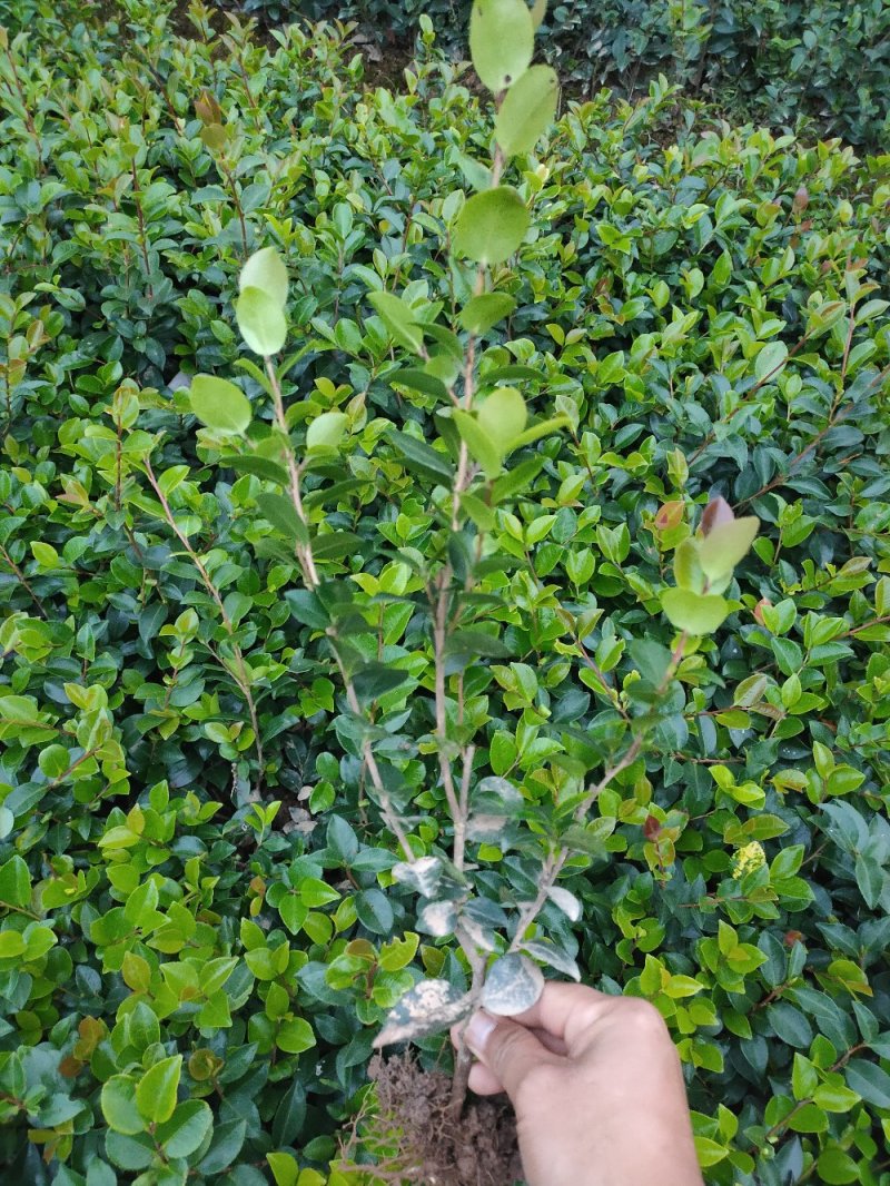 茶梅、色块茶梅，精品小苗基地直发包成活