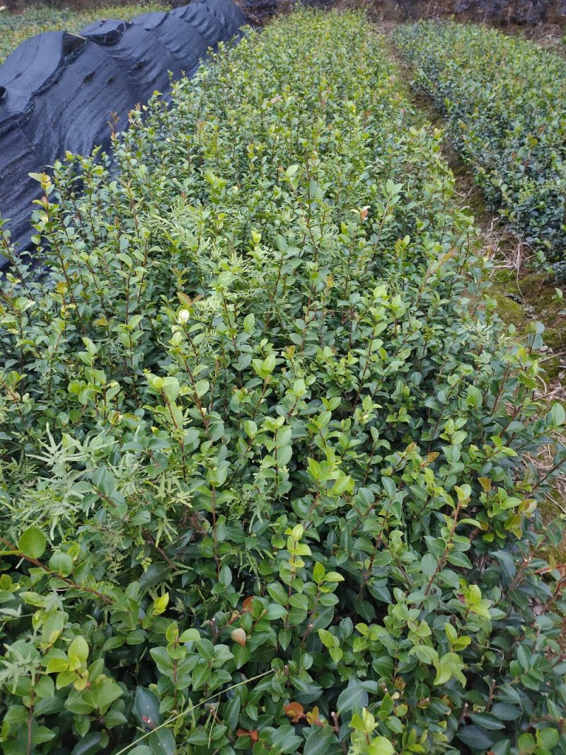 茶梅、色块茶梅，精品小苗基地直发包成活