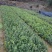 茶梅、色块茶梅，精品小苗基地直发包成活