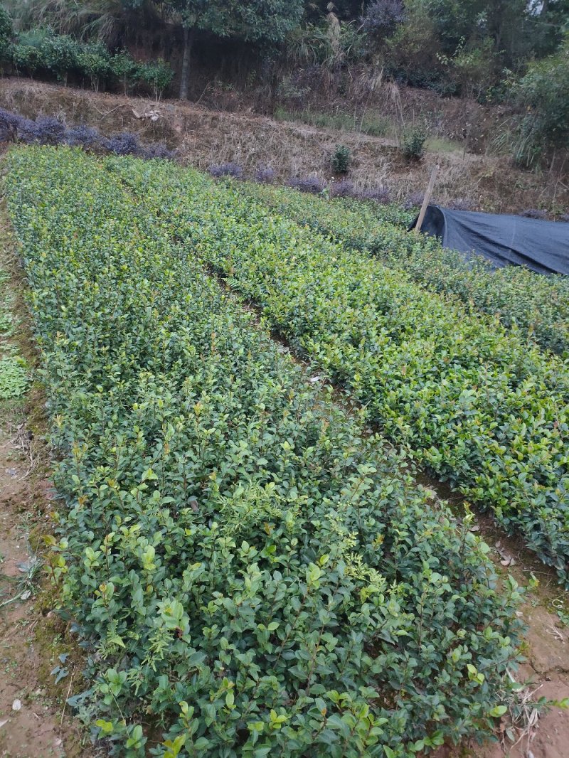 茶梅、色块茶梅，精品小苗基地直发包成活