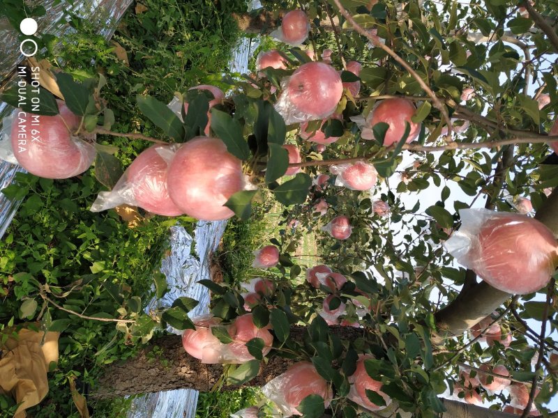 夏县红富士纸加膜苹果