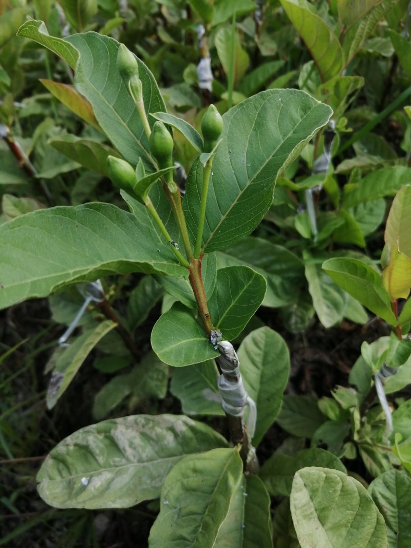 南方水果，台湾四季珍珠番石榴自家基地种植欢迎咨询
