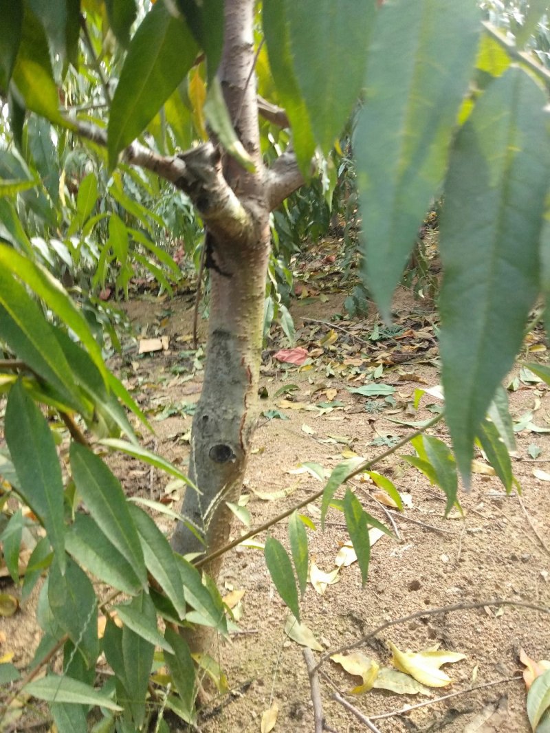 大桃树货原充足，价格优惠。保成活率需要的老板联系。