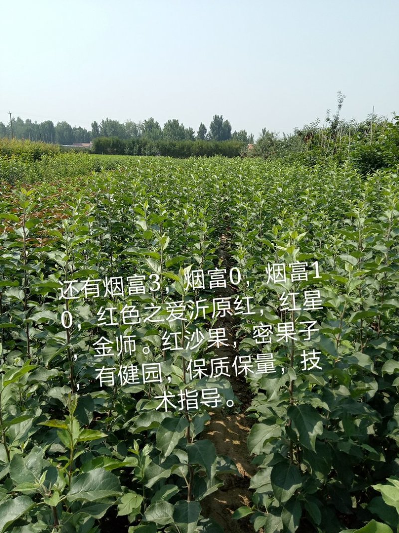 大桃树货原充足，价格优惠。保成活率需要的老板联系。