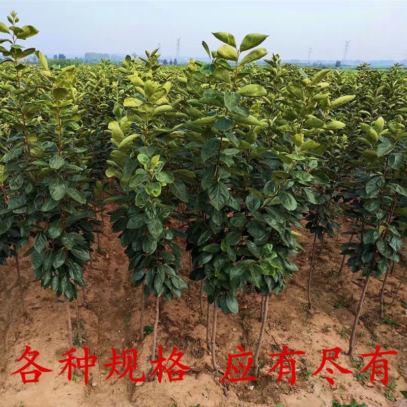 鸡心柿苗无核鸡心脆甜柿子苗基地直销包成活