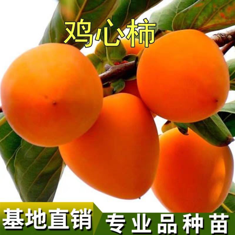 鸡心柿苗无核鸡心脆甜柿子苗基地直销包成活