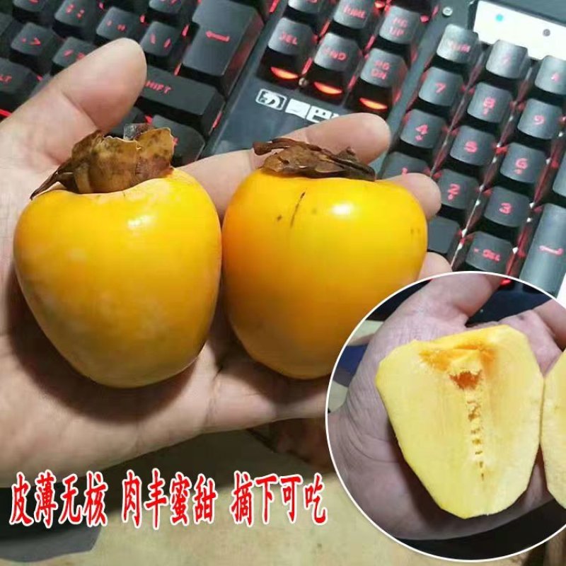 鸡心柿苗无核鸡心脆甜柿子苗基地直销包成活