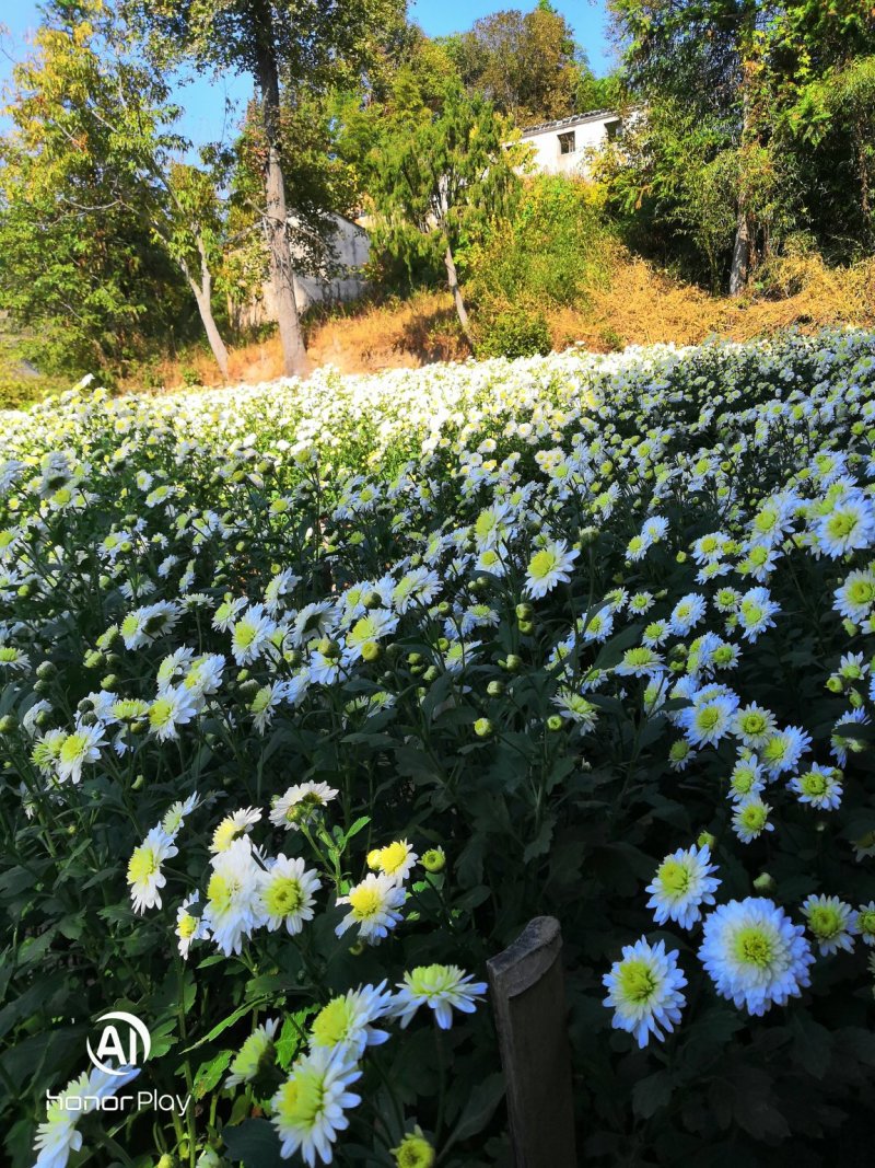 金丝皇菊和黄山贡菊