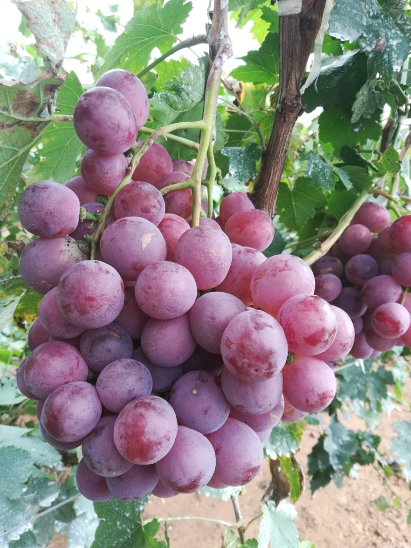 红提