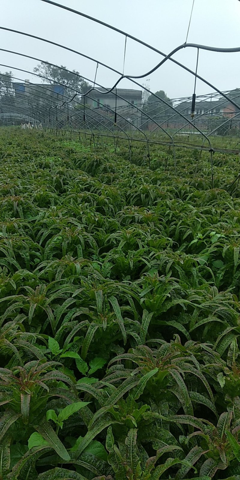 红尖叶莴笋大量上市了