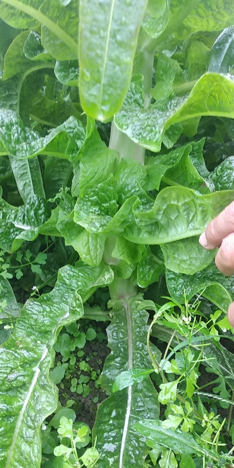 红尖叶莴笋大量上市了