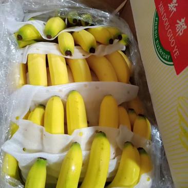 常年供应，云南广西广东香蕉，各种规格，质量保证。。