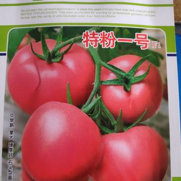 特粉一号番茄种子无限生长型果实高圆粉红色硬度高