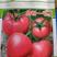特粉一号番茄种子无限生长型果实高圆粉红色硬度高