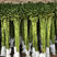 转运竹水养水培植物富贵竹室内绿植花卉客厅观音竹开运竹盆栽