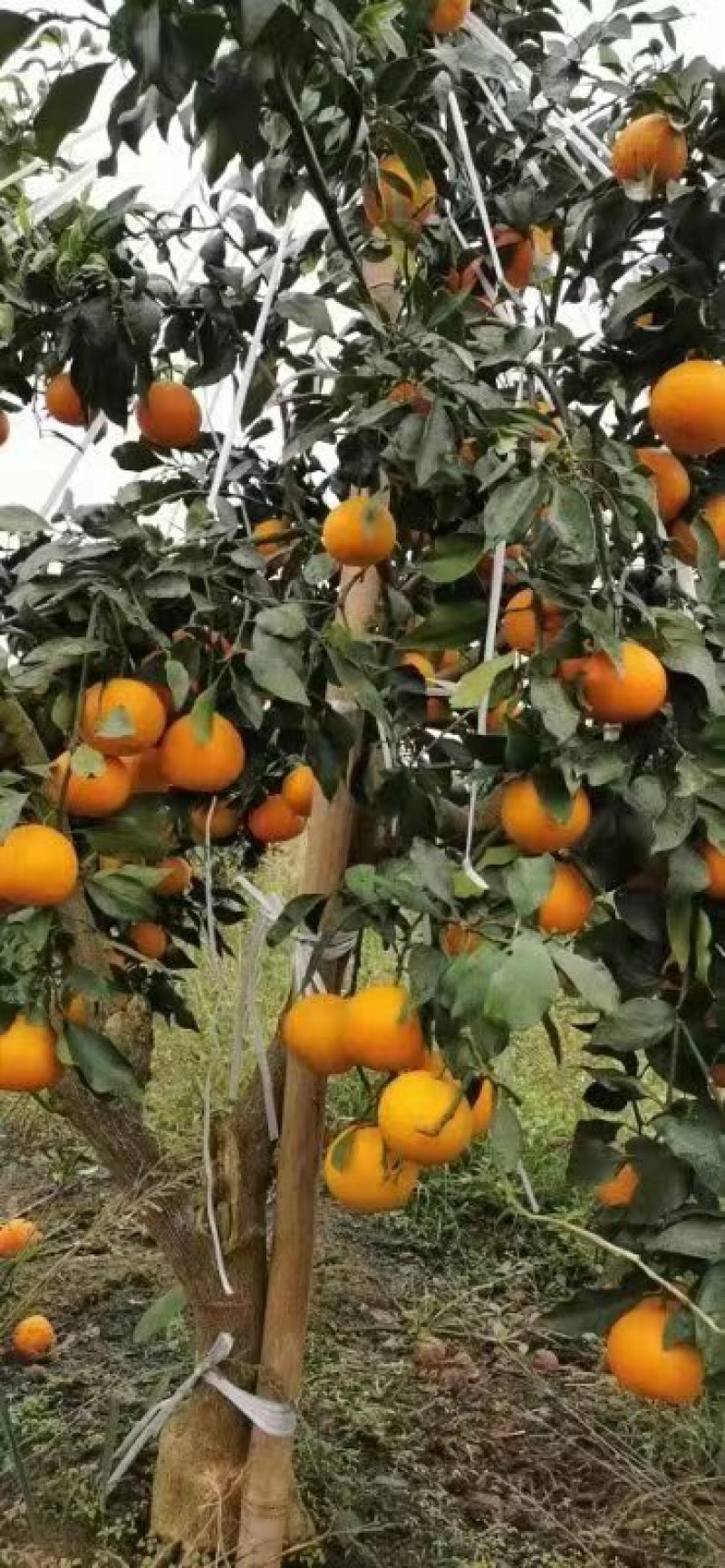 特早蜜橘电商团购工厂罐头10年收货打包出货一件代发