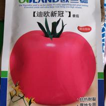 欧兰德迪冠新冠粉果番茄种子(露地专用型)