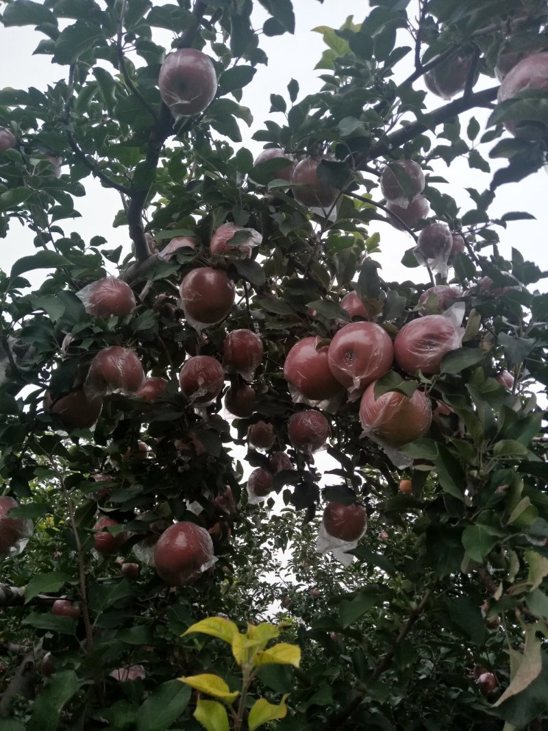 山西临汾红富士苹果批发