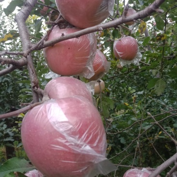 山西临汾红富士苹果批发
