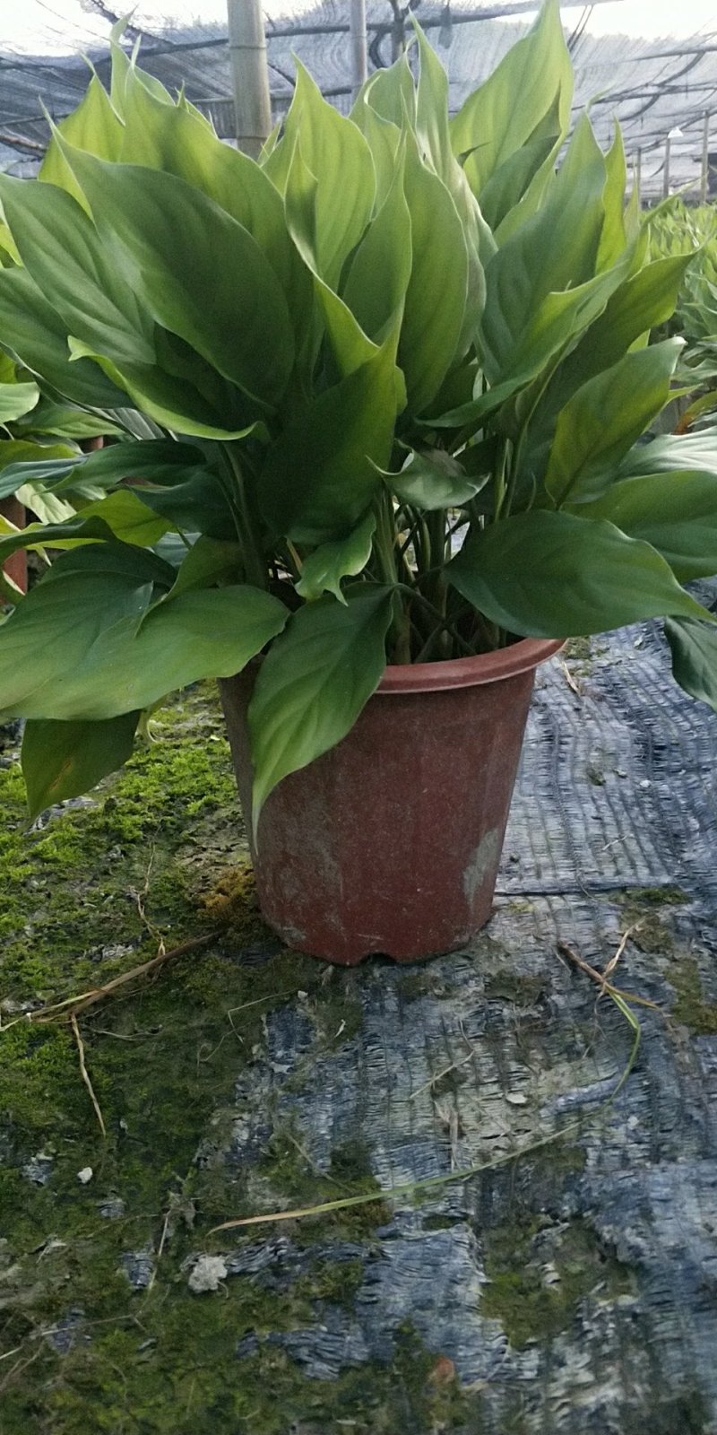 万年青