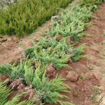 龙柏工程苗
