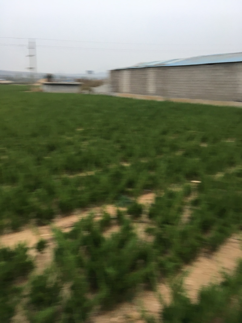 龙柏工程苗