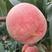 苗圃现出售冬桃树苗映霜红桃苗品种纯规格齐全
