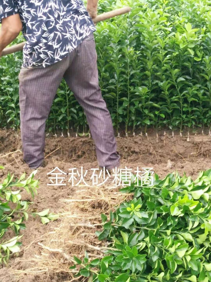 四川种苗、金秋早熟砂糖橘苗，香橙头金秋早熟砂糖橘苗