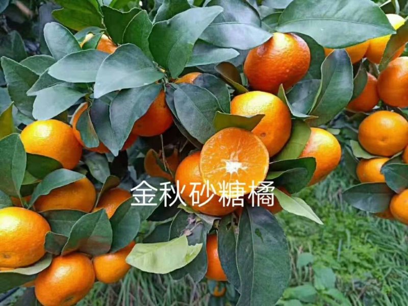 四川种苗、金秋早熟砂糖橘苗，香橙头金秋早熟砂糖橘苗