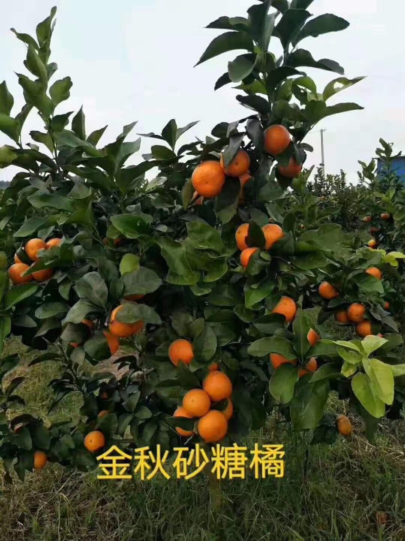 四川种苗、金秋早熟砂糖橘苗，香橙头金秋早熟砂糖橘苗